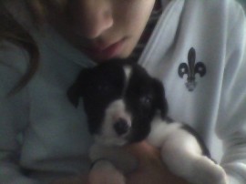 cody